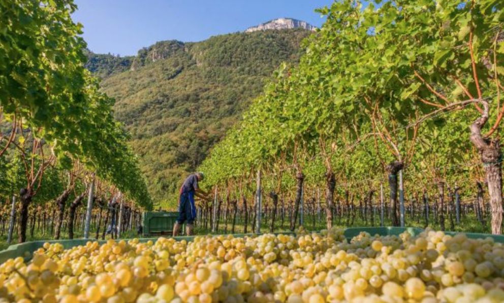 È arrivato l'autunno, anche per i vini