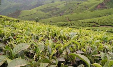 Piantagioni di tè Darjeeling nel Bengala Occident