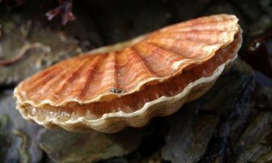 Un'esemplare di pecten maximus, le capesante (o c