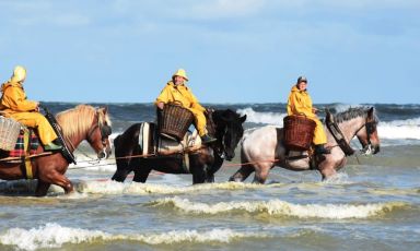 Pescatori a cavallo di gamberetti grigi “rikze g