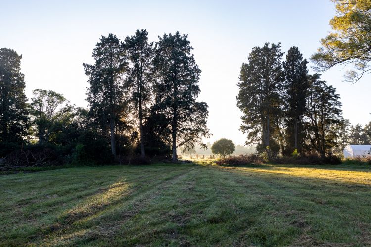 La Comarca. La fattoria di 230 ettari nella provincia di Buenos Aires, di pascoli estensivi, orti biodinamici, alberi, prati, arnie, allevamento rigenerativo e galline