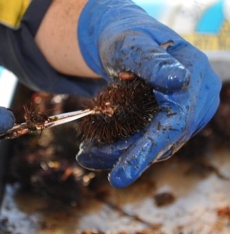 L'estrazione della polpa dei ricci. In Puglia li pescano con il grambodd, un forchettone legato a un lungo bastone. Un mezzo sostenibile che preleva gli esemplari più grossi, lasciando stare i più piccoli