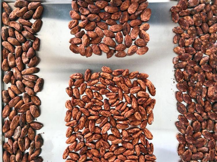 Cacao Disidente