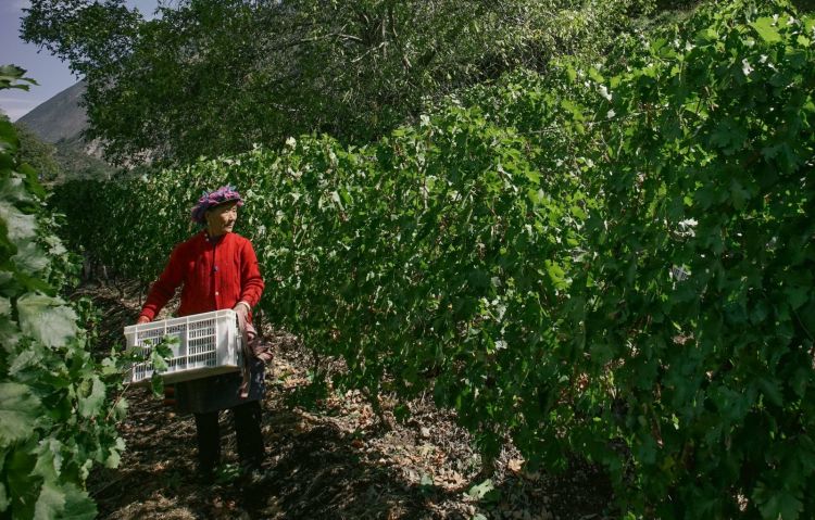 La raccolta avviene solo a mano