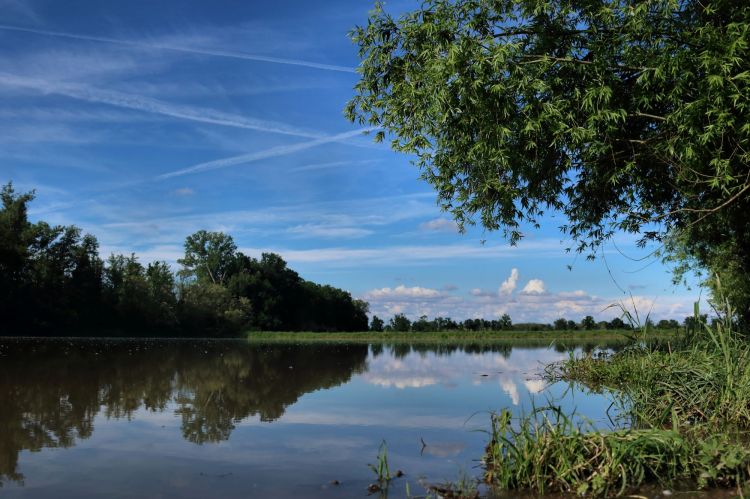 Le risaie immerse nel Parco del Ticino