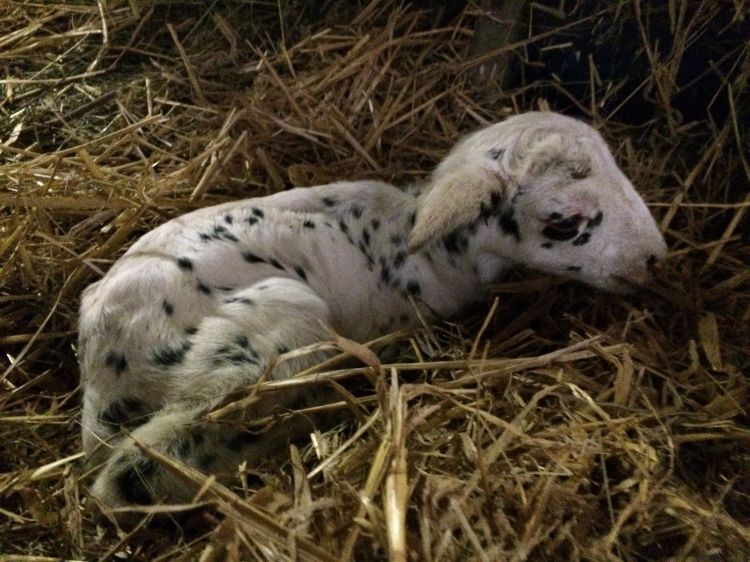 L'agnello carsolino